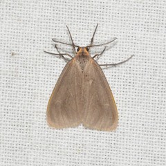 Pagara simplex