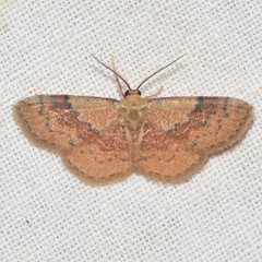 Leptostales ferruminaria