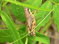 Melanoplus fasciatus
