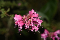 Syncolostemon densiflorus