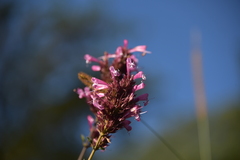Syncolostemon densiflorus