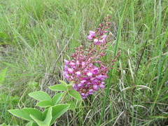 Pseudarthria hookeri