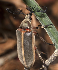 Polytomus marginatus