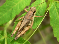 Melanoplus fasciatus