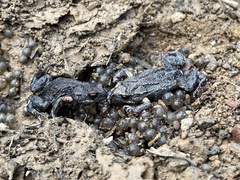 Pseudophryne bibronii