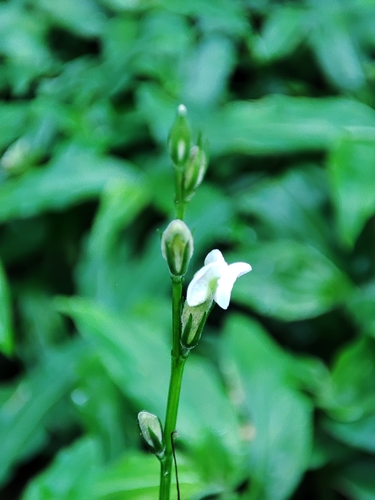 Asystasia gangetica subsp. micrantha image