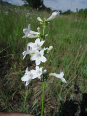Penstemon tubaeflorus