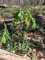 Uvularia grandiflora