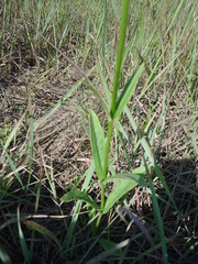 Penstemon tubaeflorus