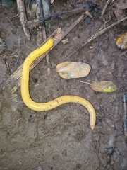 Schistometopum thomense