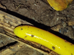 Schistometopum thomense