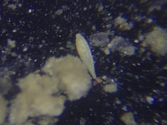 Lagena striata