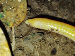 Schistometopum thomense