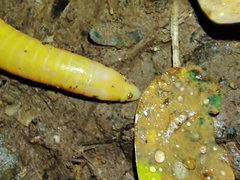 Schistometopum thomense