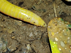 Schistometopum thomense
