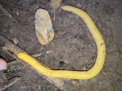 Schistometopum thomense