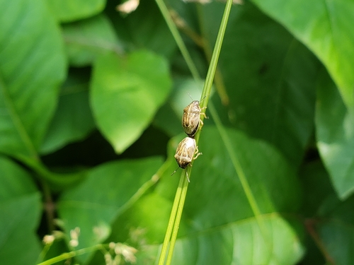 Neottiglossa undata