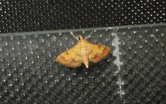 Ischnurges luteomarginalis