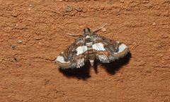 Agassiziella picalis