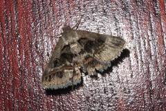 Acantholipes trajecta