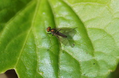 Diaphorinae