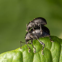 Otiorhynchus obsidianus