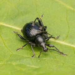 Otiorhynchus obsidianus