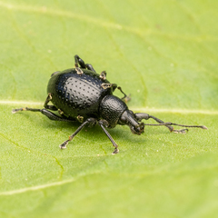 Otiorhynchus obsidianus