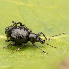 Otiorhynchus obsidianus
