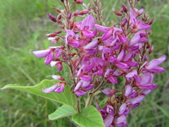 Pseudarthria hookeri