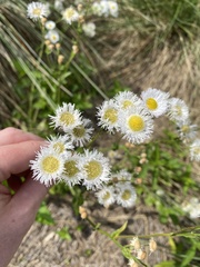 Erigeron philadelphicus
