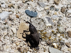 Sphenophorus parvulus