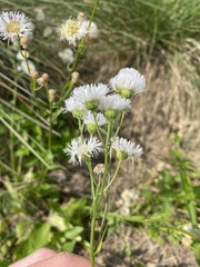 Erigeron philadelphicus