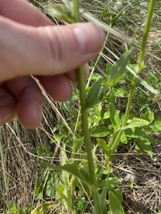 Erigeron philadelphicus