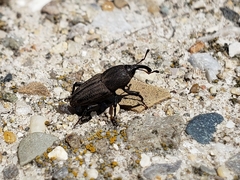 Sphenophorus parvulus