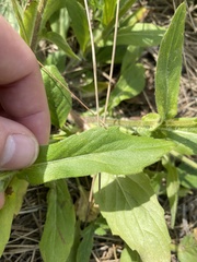 Erigeron philadelphicus