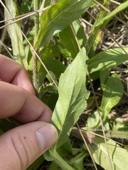Erigeron philadelphicus