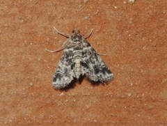 Paracymoriza