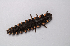 Lampyris noctiluca