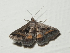 Acantholipes