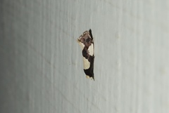 Monopis trimaculella