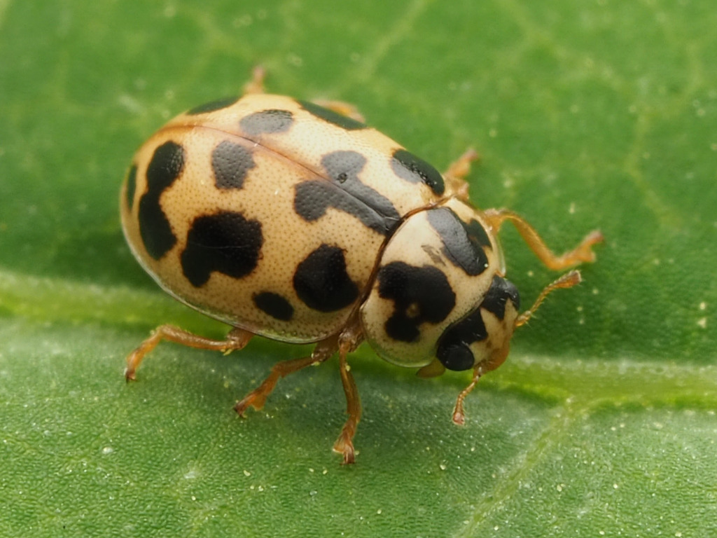 Marsh Lady Beetle
