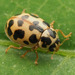 Marsh Lady Beetle - Photo no rights reserved, uploaded by Zygy