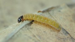 Nothris verbascella