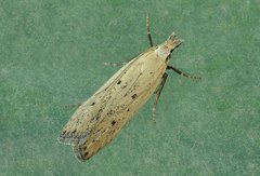 Nothris verbascella