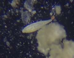 Lagena striata