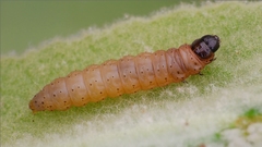 Nothris verbascella