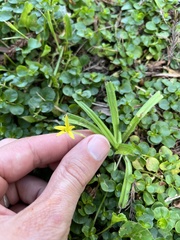 Hypoxis curtissii