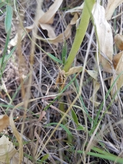 Paraidemona