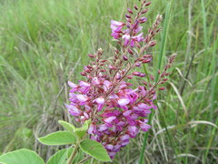 Pseudarthria hookeri